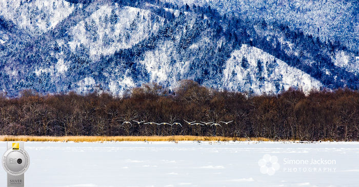 Migrating Hooper Swans - Silver with Distinction Award 2019 Landscape in Camera Category - Iris Awards Migrating Hooper Swans - Silver with Distinction Award 2019 Landscape in Camera Category - Iris Awards