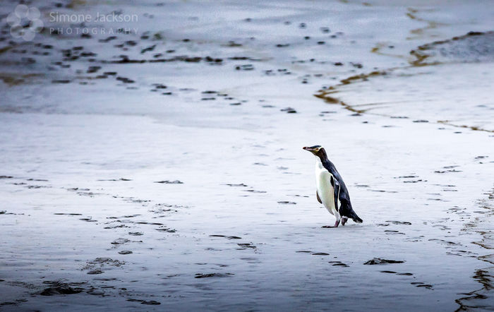 Yellow Eyed Penguin Yellow Eyed Penguin