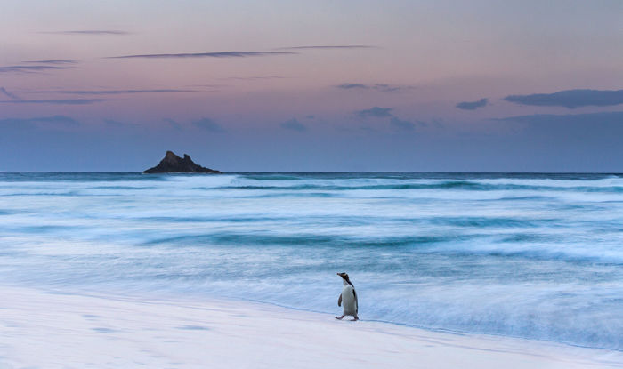 Lone Yellow Eyed Penguin - Bronze award - Landscape category 2017 Iris Awards Lone Yellow Eyed Penguin - Bronze award - Landscape category 2017 Iris Awards