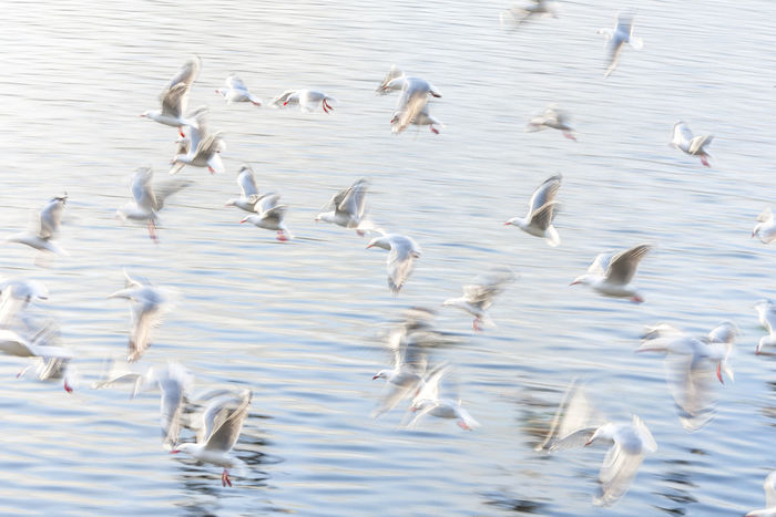 Red Billed Gulls in flight - ICM Red Billed Gulls in flight - ICM