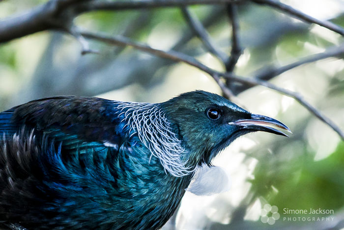 Tui Tui