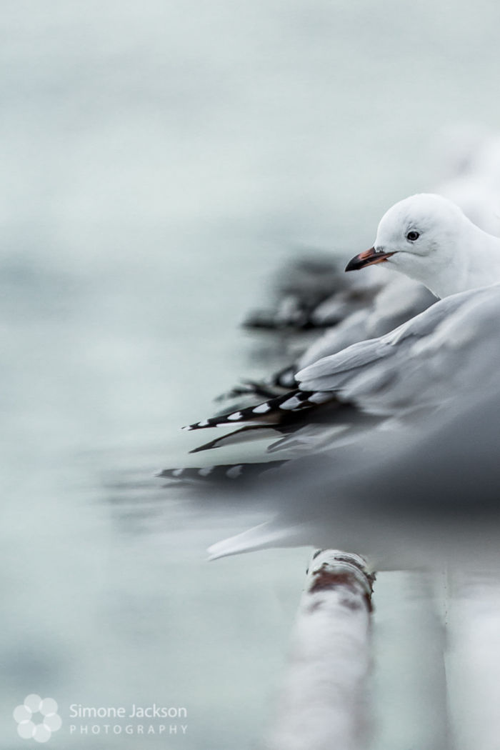 Depressed Red Billed Gull Depressed Red Billed Gull