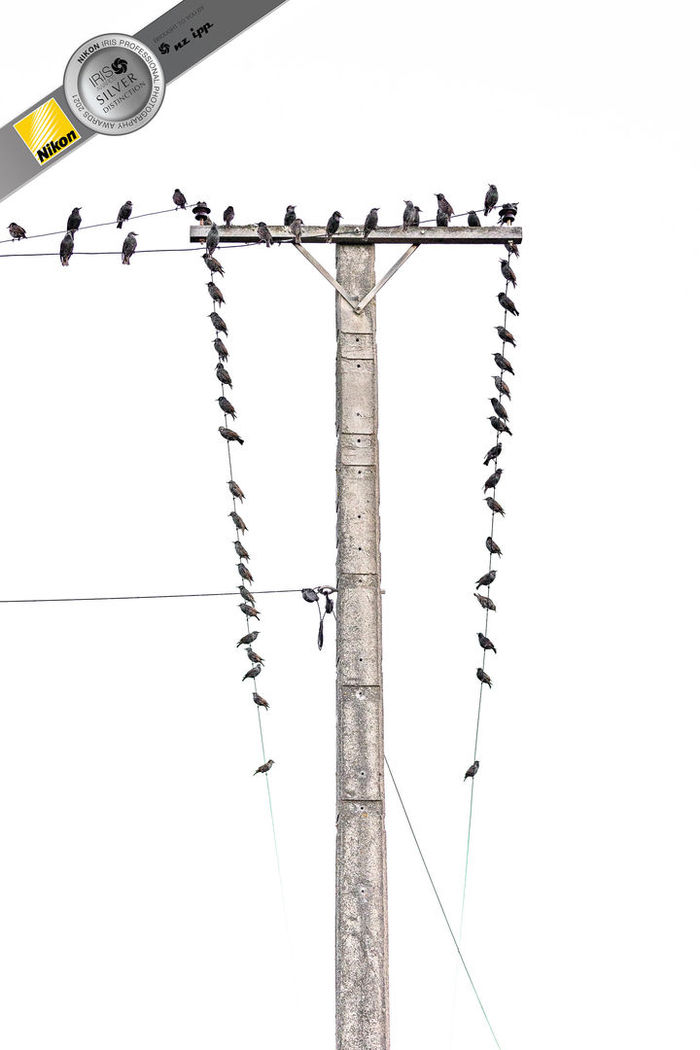 Lampost & Starlings Lampost & Starlings