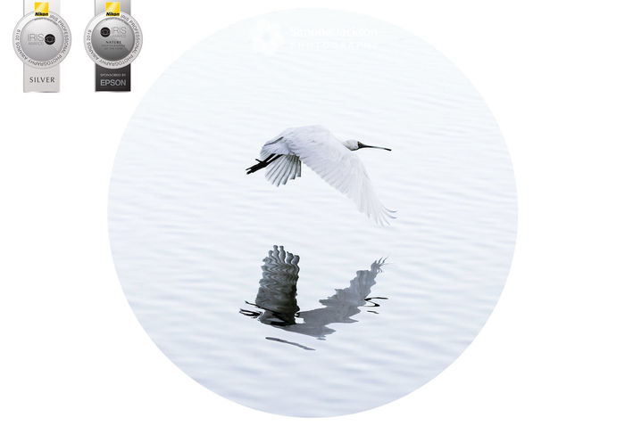 Silver 2019 Iris Awards - Included in portfolio for Nature/Wildife Photographr of the Year 2019 Silver 2019 Iris Awards - Included in portfolio for Nature/Wildife Photographr of the Year 2019