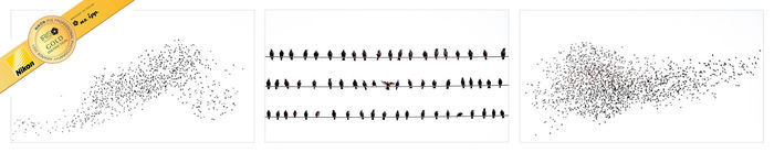 Gold with Distinction,2021 Nature Category, Highest Scoring Print 2021, Finalist & Winner Nature Photographer of the Year Gold with Distinction,2021 Nature Category, Highest Scoring Print 2021, Finalist & Winner Nature Photographer of the Year