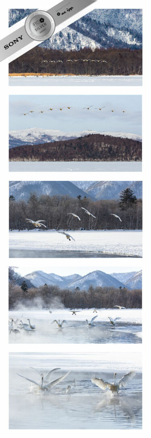 Silver - Finalist 2022 Nature Photographer of the Year Silver - Finalist 2022 Nature Photographer of the Year
