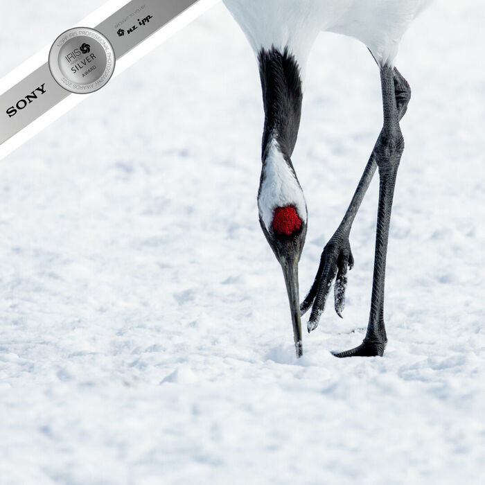 Silver - Finalist Nature Photographer of the Year 2022 Silver - Finalist Nature Photographer of the Year 2022