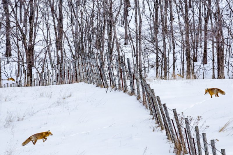 Foxes in the snow photographic print for sale