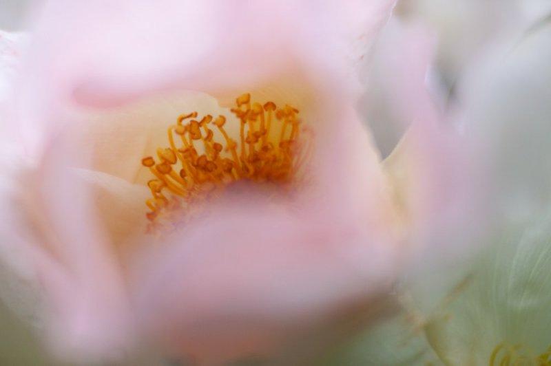 Softly Softly photographic print for sale