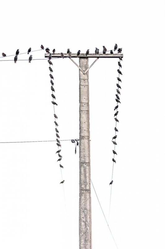 Lampost & Starlings photographic print for sale